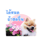 Maxwell's the little pom（個別スタンプ：9）
