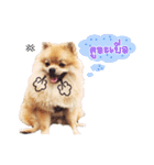 Maxwell's the little pom（個別スタンプ：10）