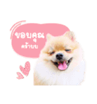 Maxwell's the little pom（個別スタンプ：11）