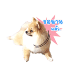 Maxwell's the little pom（個別スタンプ：12）