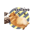 Maxwell's the little pom（個別スタンプ：13）