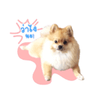 Maxwell's the little pom（個別スタンプ：14）