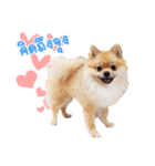 Maxwell's the little pom（個別スタンプ：15）
