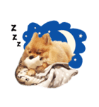 Maxwell's the little pom（個別スタンプ：16）