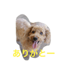 気軽に使えるトイプードルスタンプ（個別スタンプ：6）