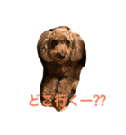 気軽に使えるトイプードルスタンプ（個別スタンプ：12）