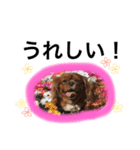 茶太郎くんスタンプ（個別スタンプ：8）