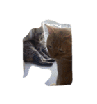 kiyochikuん家の猫(2)（個別スタンプ：18）