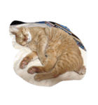kiyochikuん家の猫(2)（個別スタンプ：24）