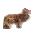 kiyochikuん家の猫(2)（個別スタンプ：31）