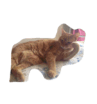 kiyochikuん家の猫(2)（個別スタンプ：32）