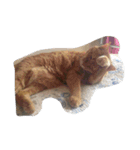 kiyochikuん家の猫(2)（個別スタンプ：34）