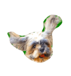 Dog Faces（個別スタンプ：1）