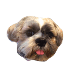 Dog Faces（個別スタンプ：3）