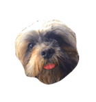 Dog Faces（個別スタンプ：4）