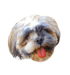 Dog Faces（個別スタンプ：5）