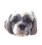 Dog Faces（個別スタンプ：7）