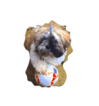 Dog Faces（個別スタンプ：8）