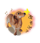 ダックス犬 写真 ここわん5 日常会話編（個別スタンプ：1）