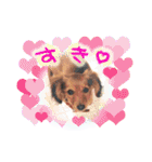 ダックス犬 写真 ここわん5 日常会話編（個別スタンプ：2）