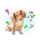 ダックス犬 写真 ここわん5 日常会話編（個別スタンプ：3）