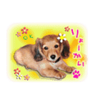 ダックス犬 写真 ここわん5 日常会話編（個別スタンプ：4）
