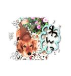 ダックス犬 写真 ここわん5 日常会話編（個別スタンプ：6）