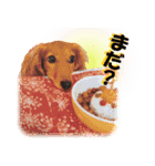 ダックス犬 写真 ここわん5 日常会話編（個別スタンプ：7）