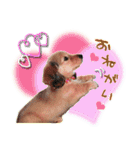 ダックス犬 写真 ここわん5 日常会話編（個別スタンプ：8）