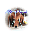 ダックス犬 写真 ここわん5 日常会話編（個別スタンプ：11）