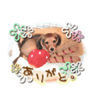 ダックス犬 写真 ここわん5 日常会話編（個別スタンプ：12）
