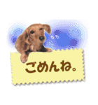 ダックス犬 写真 ここわん5 日常会話編（個別スタンプ：14）