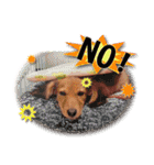 ダックス犬 写真 ここわん5 日常会話編（個別スタンプ：15）