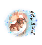 ダックス犬 写真 ここわん5 日常会話編（個別スタンプ：16）