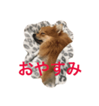 chip＆parl 2（個別スタンプ：1）