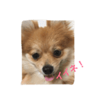 chip＆parl 2（個別スタンプ：7）