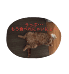 スコティッシュ猫 コタンプ（個別スタンプ：3）