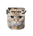 スコティッシュ猫 コタンプ（個別スタンプ：5）