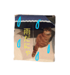スコティッシュ猫 コタンプ（個別スタンプ：6）