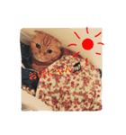 スコティッシュ猫 コタンプ（個別スタンプ：7）