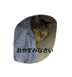 fatal fury（個別スタンプ：4）