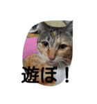 fatal fury（個別スタンプ：7）