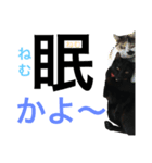 ★猫と久留米弁★ネーロVer.★（個別スタンプ：8）