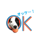 ボーダーコリーパクチー（個別スタンプ：1）