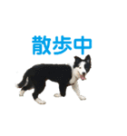 ボーダーコリーパクチー（個別スタンプ：7）