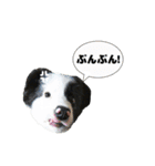 ボーダーコリーパクチー（個別スタンプ：13）
