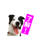 ボーダーコリーパクチー（個別スタンプ：14）