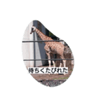 animal stanps（個別スタンプ：1）