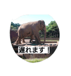 animal stanps（個別スタンプ：2）
