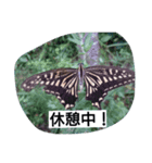 animal stanps（個別スタンプ：3）